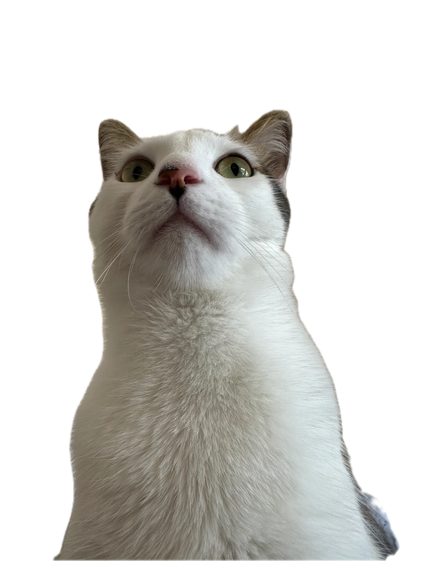 King the cat looking at the camera